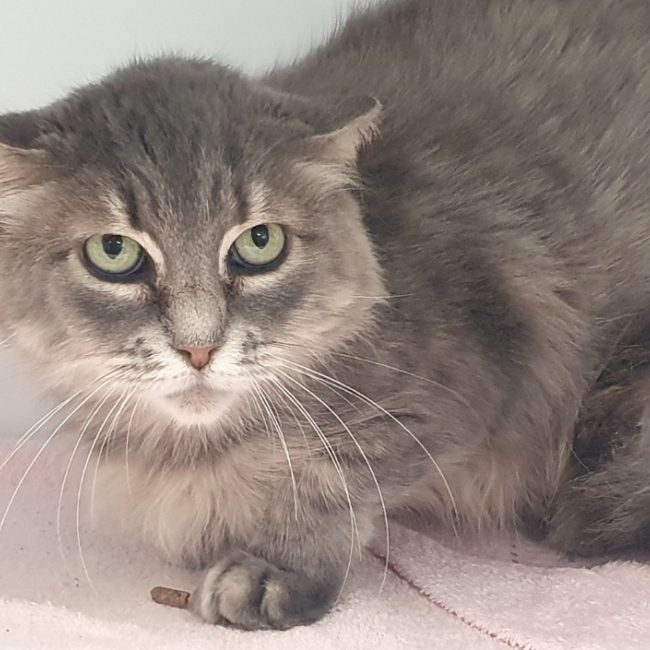 Sixtieen - Chat Européen à adopter