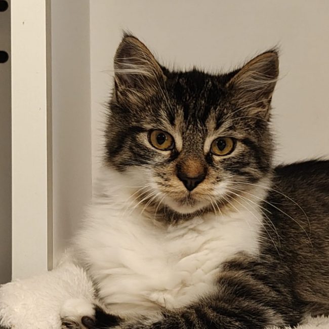 Pollux - Chat Européen à adopter