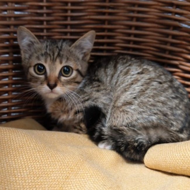 Moana - Chat Européen à adopter