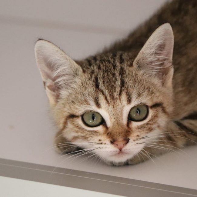 Cléo - Chat Européen à adopter