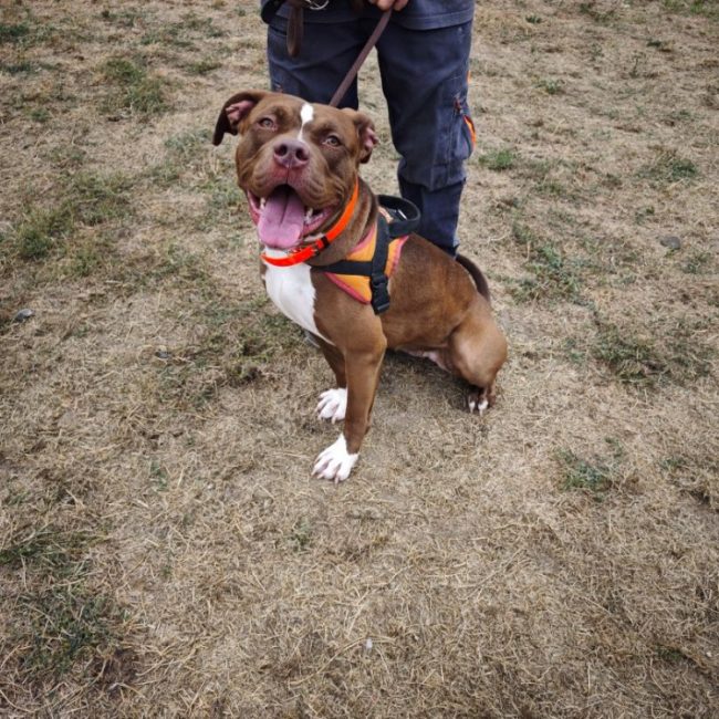 Rena - Chien à adopter