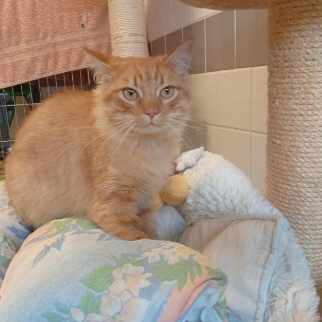 Wasa - Chat à adopter