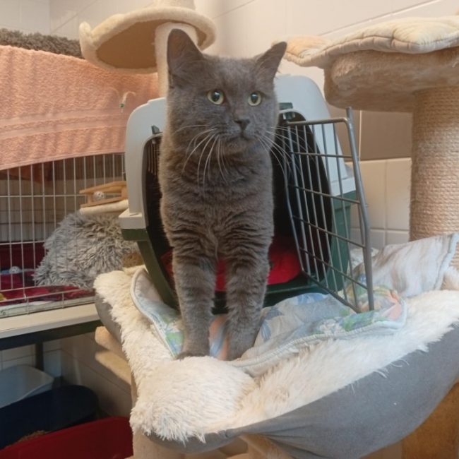 Igra - Chat à adopter
