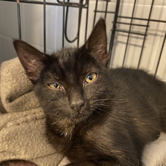 Rozenne - Chat Européen à adopter