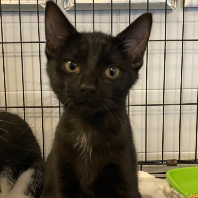 Renaud - Chat Européen à adopter