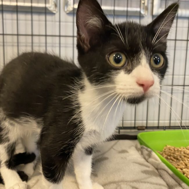 Roland - Chat Européen à adopter
