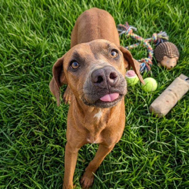 Akira - Chien Berger à adopter