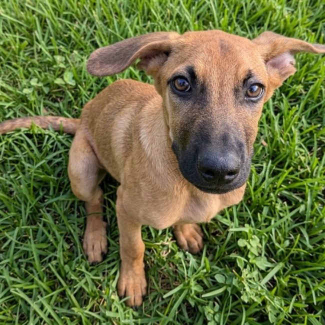 Benji - Chien à adopter