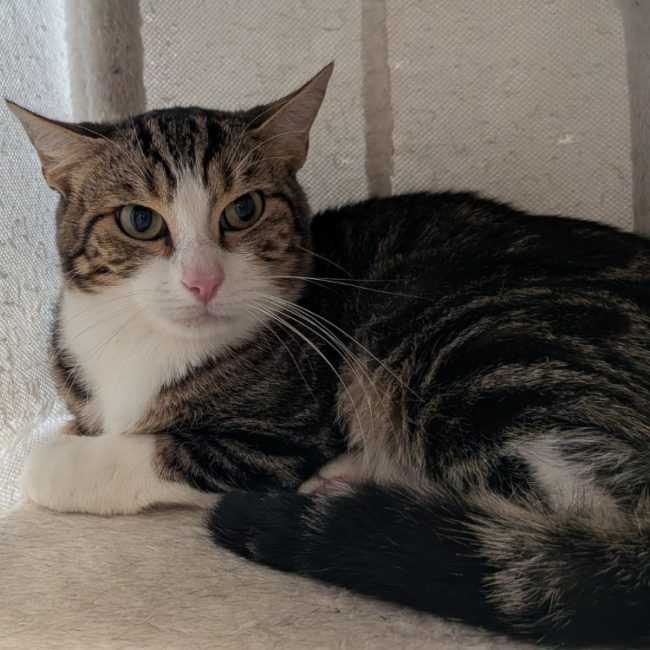 Grenouille - Chat Européen à adopter