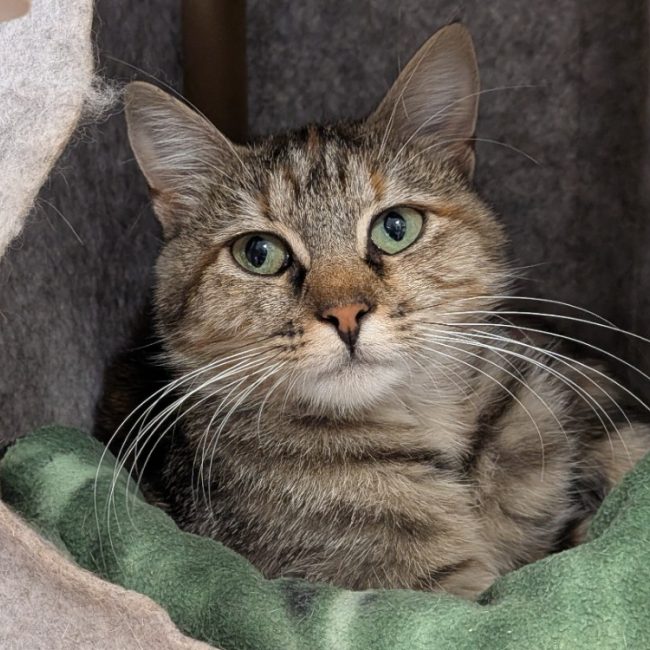 Agata - Chat Européen à adopter
