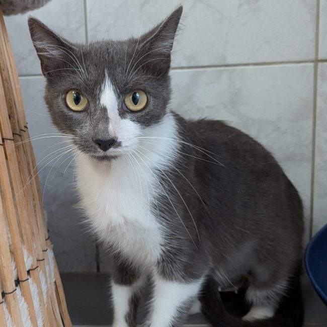 Noumea - Chat Européen à adopter