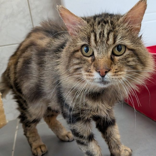 Artur - Chat Européen à adopter