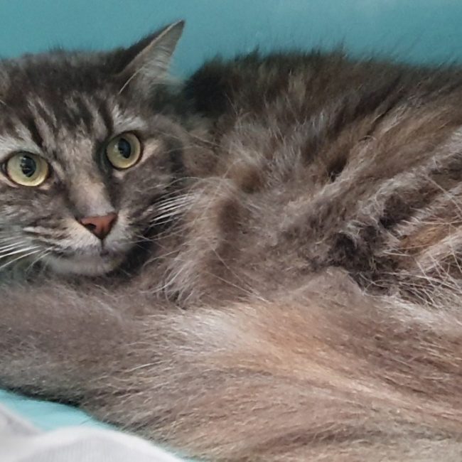 Minette - Chat Européen à adopter