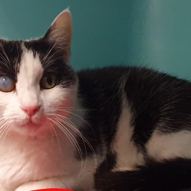Minouche - Chat Européen à adopter