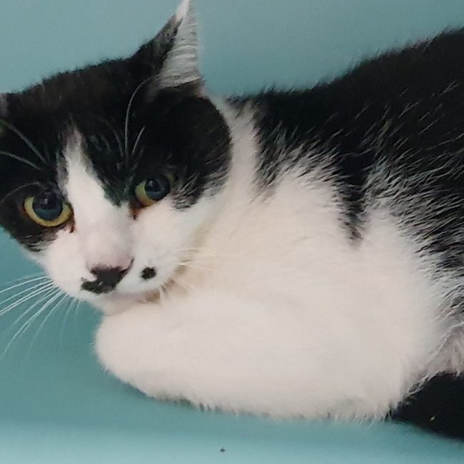 Kitty - Chat Européen à adopter