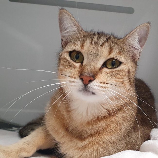 Osiris - Chat Européen à adopter