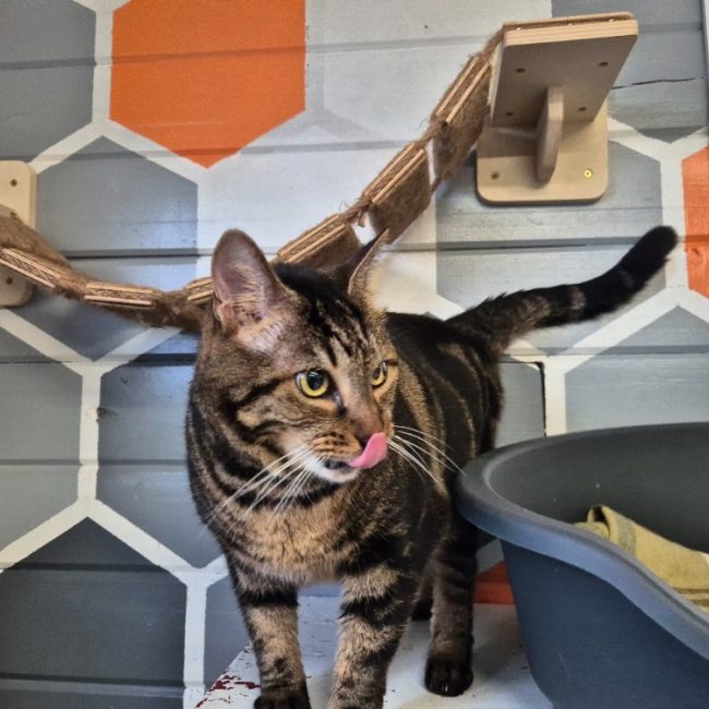 Nounou - Chat Européen à adopter