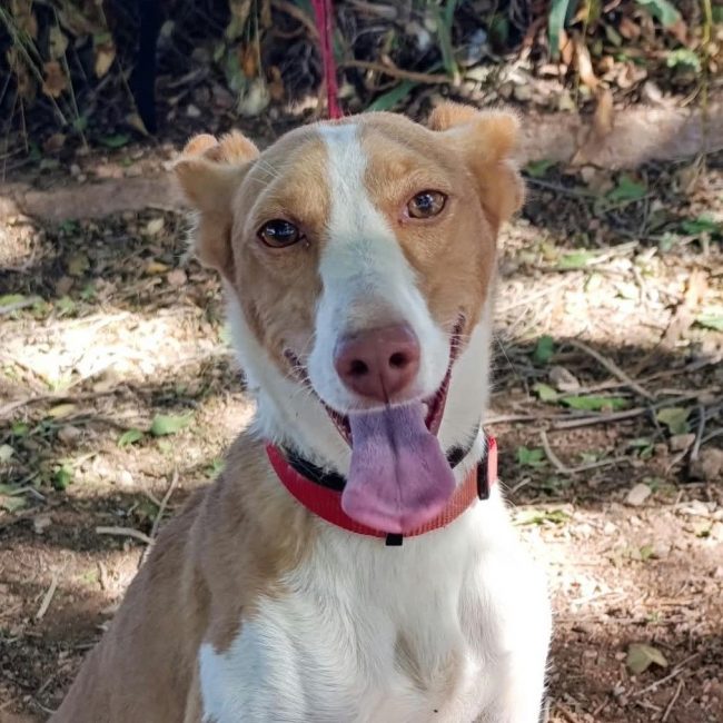 Mojita - Chien Podenco Canario à adopter