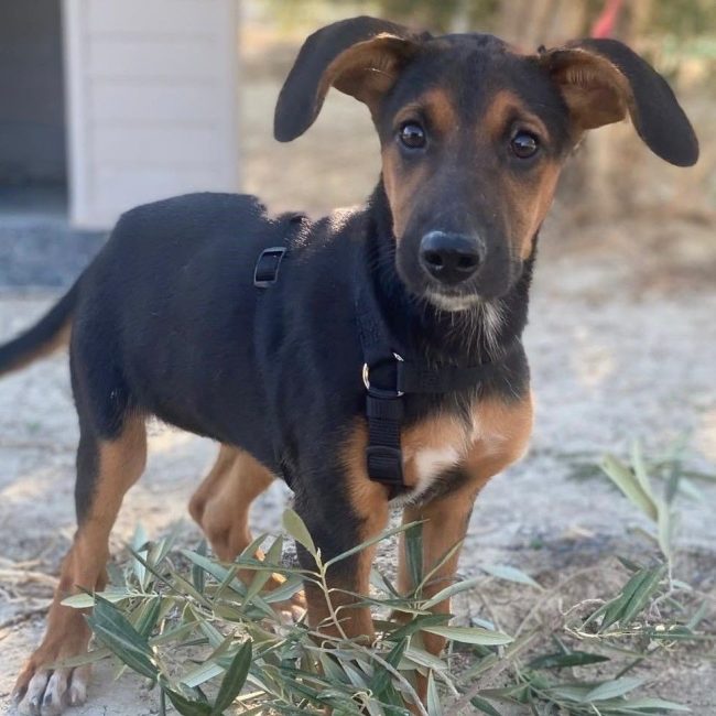 Kika - Chien Berger Belge Malinois à adopter