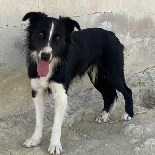 Giogi - Chien Border Collie à adopter