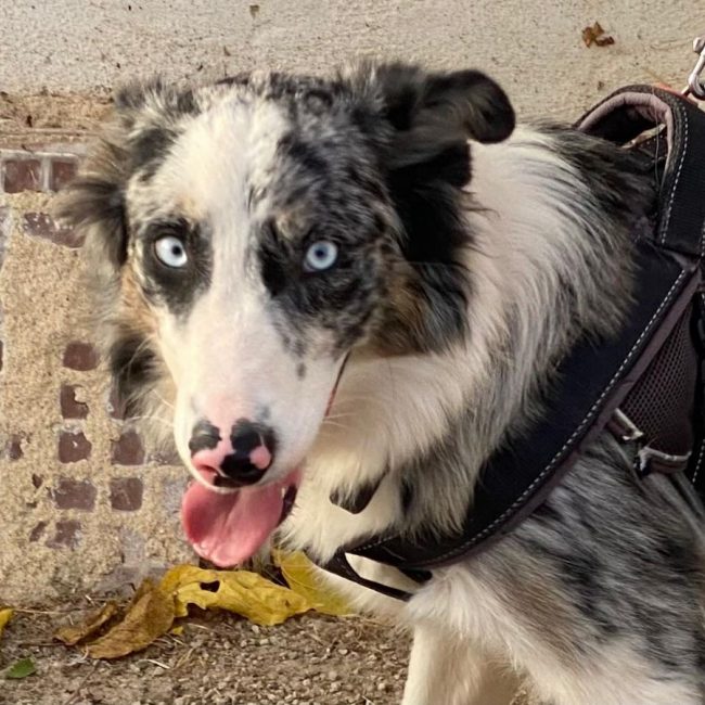 Pitt - Chien Border Collie à adopter
