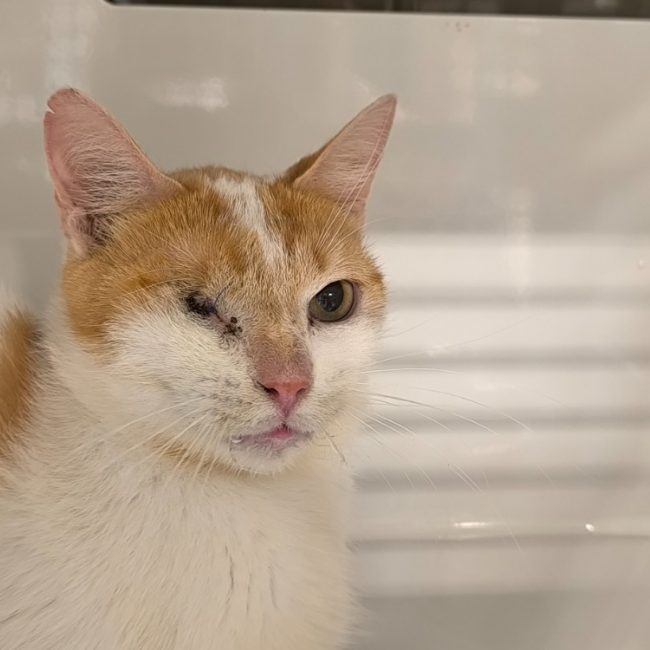 Cochon d'inde - Chat Européen à adopter