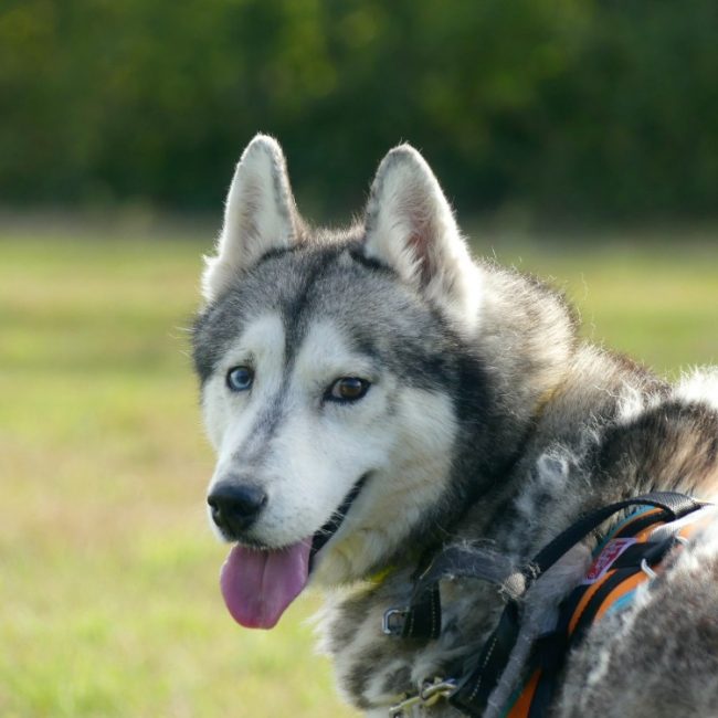 Zeus - Chien Husky Sibérien à adopter