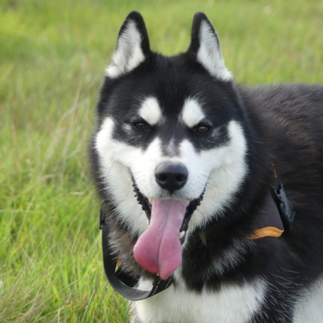 Igor - Chien Husky Sibérien à adopter
