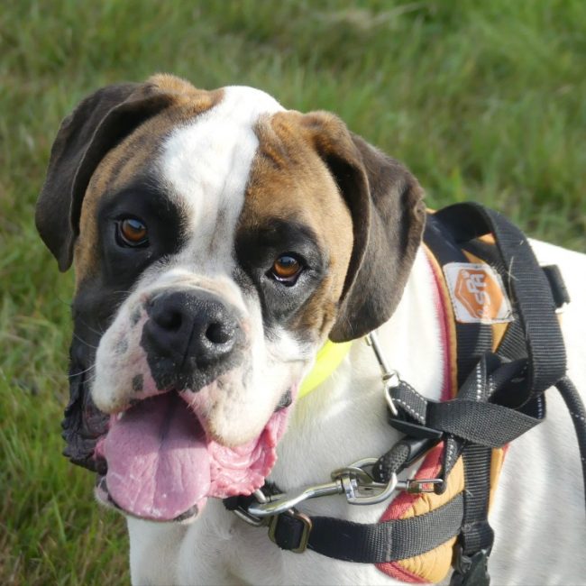 Olaf - Chien Boxer à adopter