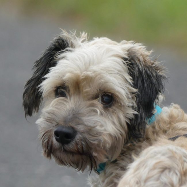 Lou - Chien Bichon à poil frisé à adopter