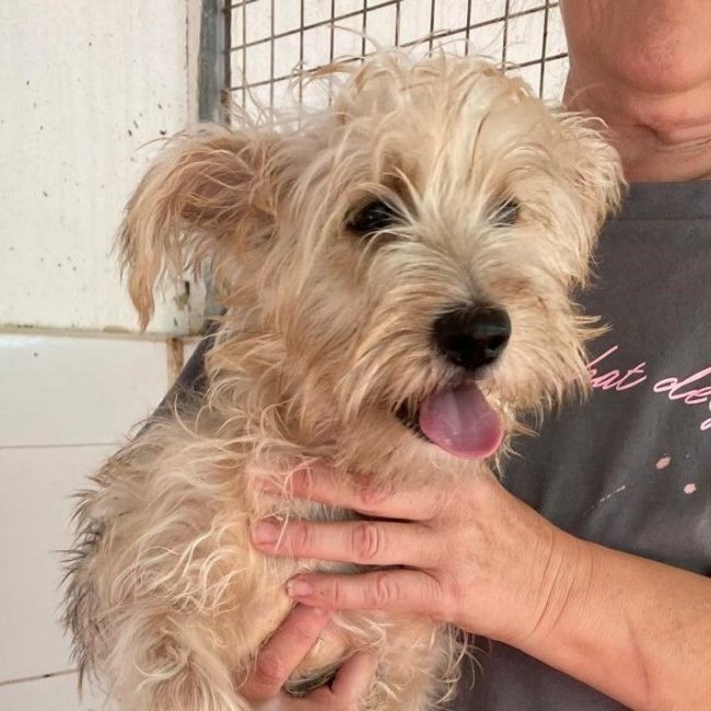 Firu - Chien Yorkshire Terrier à adopter