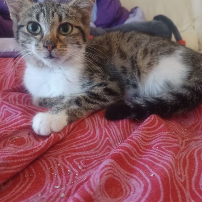 Baccara - Chat Européen à adopter