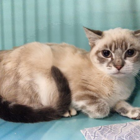 Poudre - Chat Européen à adopter
