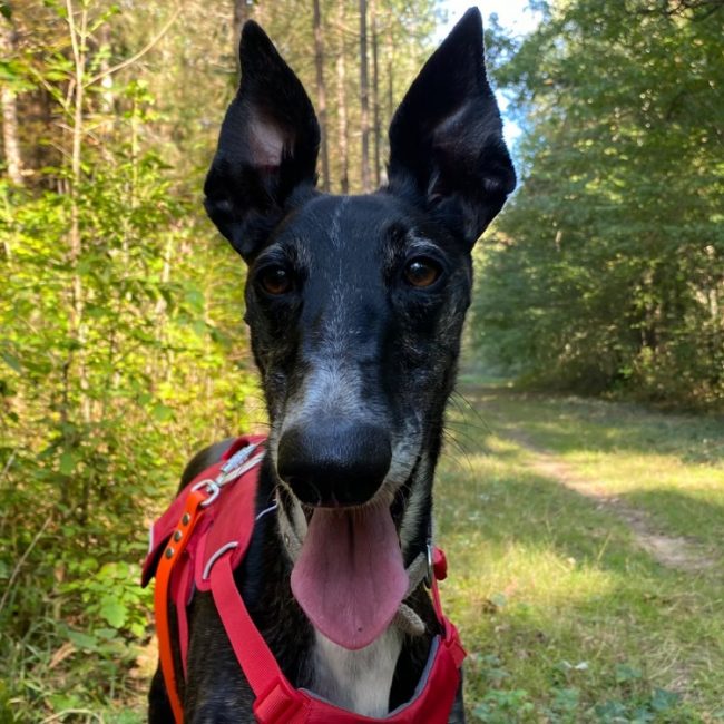 Timo