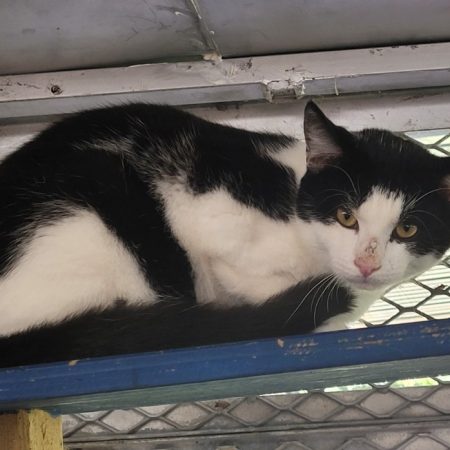 Berlioz - Chat Européen à adopter