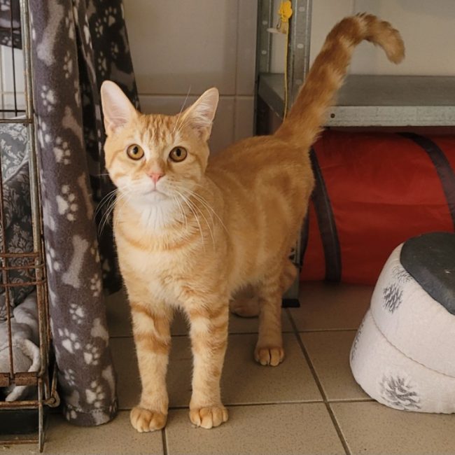Tigger