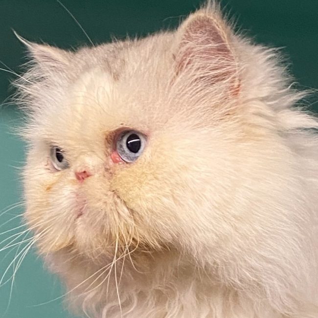 Kheops - Chat Persan à adopter