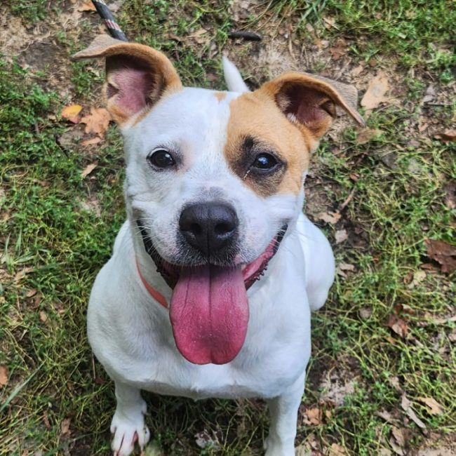 Cardi - Chien Boxer à adopter