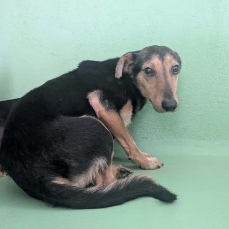 Oslon - Chien à adopter