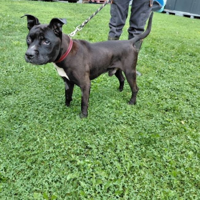 Tyson