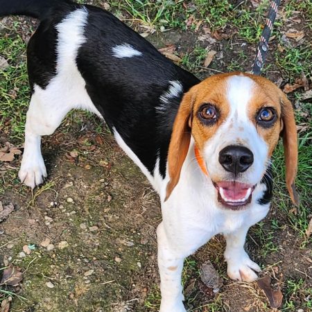 Avril - Chien Beagle à adopter