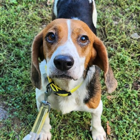 Paprika - Chien Beagle à adopter