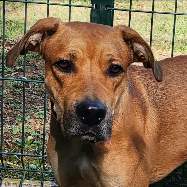 Titus - Chien à adopter