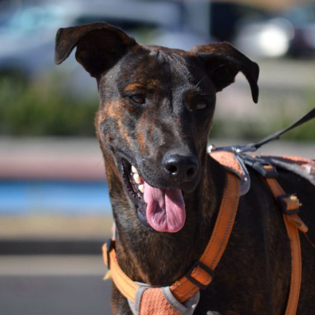 SARDINA - Chien à adopter