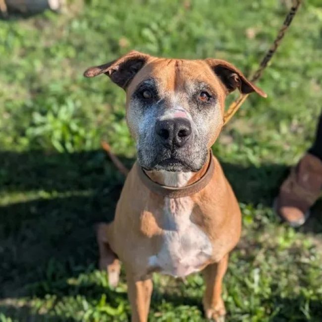Tess - Chien à adopter