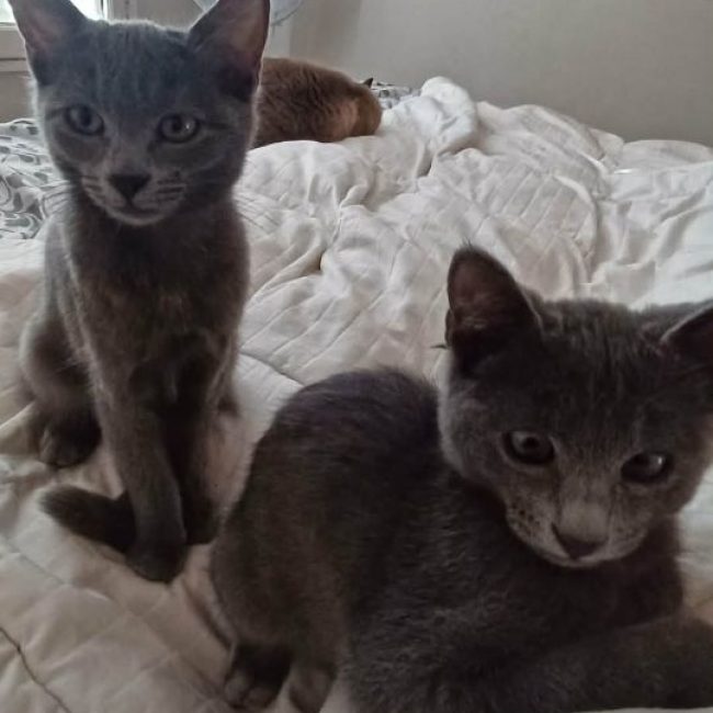 Stitch & Lilo - Chat Bleu russe x Européen à adopter