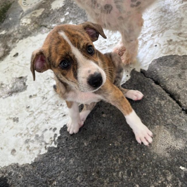 Ran - Chien à adopter