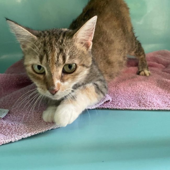 Kali - Chat Européen à adopter