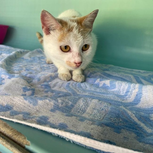 Chimere - Chat Européen à adopter