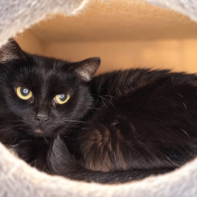 Lindsay - Chat Européen à adopter